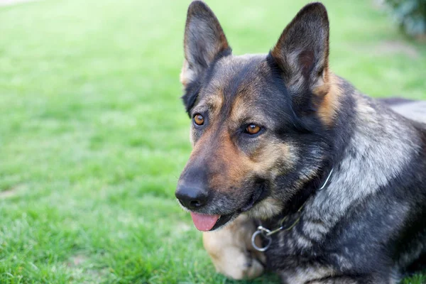 Evcil hayvan sevgisi kavramı. Köpek.