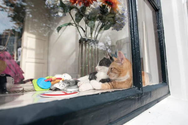Koncepcja Miłości Zwierzaka Dwa Koty Śpiące Oknie Amsterdamu — Zdjęcie stockowe