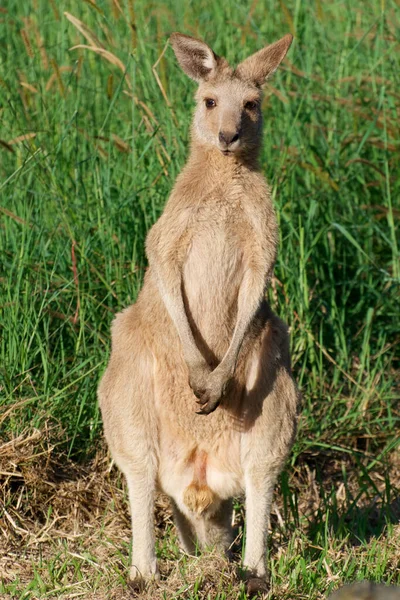 Australijskie Kangury Słodkie Dzikie Zwierzęta — Zdjęcie stockowe