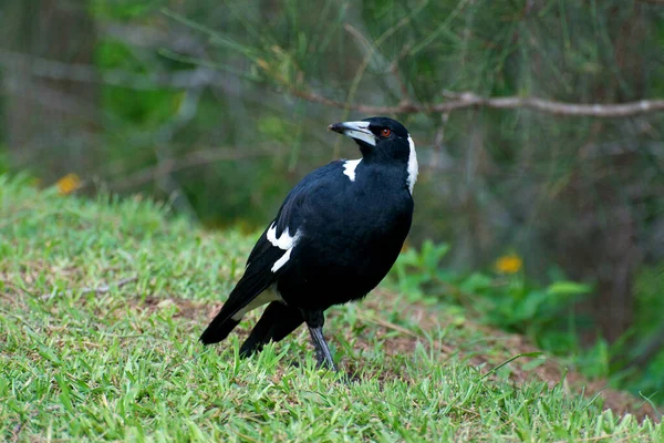 Urraca Australiana Aves Silvestres — Foto de Stock