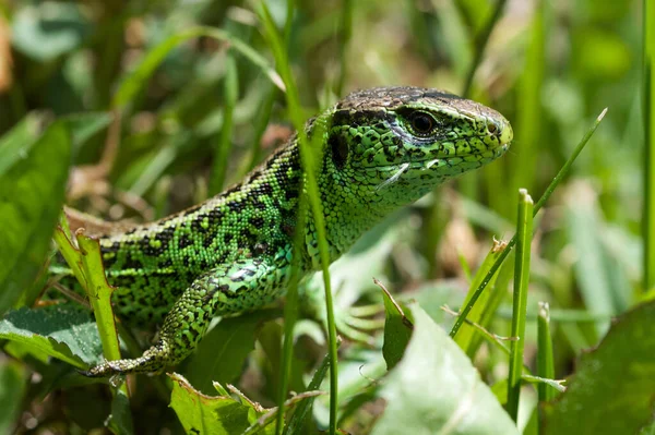 Green Nice Lizard Grass — Stock Photo, Image