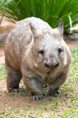 Common Wombat vombatus ursinus clipart
