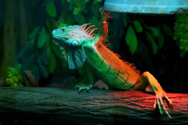 Evcil hayvan sevgisi kavramı. Iguana ve light.
