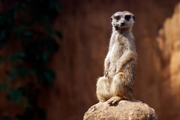 Permanent Afrikaans Suricata Dier — Stockfoto