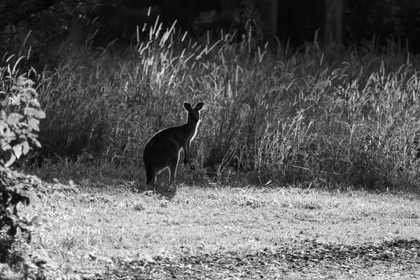 Kangaroo Sylwetka Australijska Dzika Przyroda — Zdjęcie stockowe