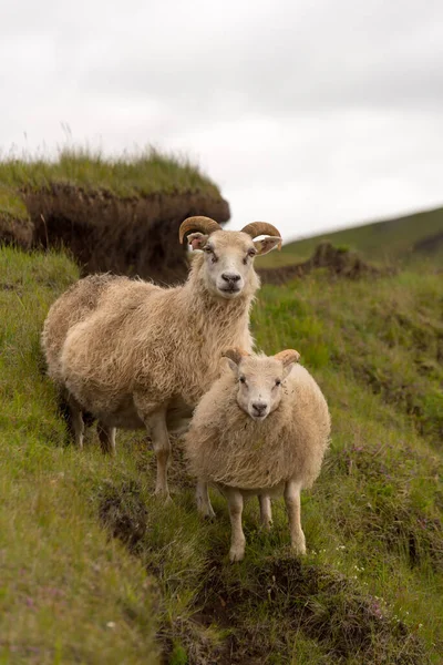 Ijslandse Schapen Weide Buurt Van Atlantische Oceaan Kust F206 — Stockfoto