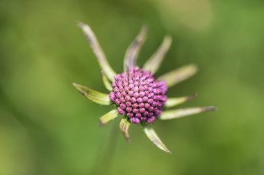 Mevsimlik çiçeklerin renkli güzelliği