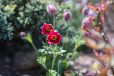 Mevsimlik çiçeklerin renkli güzelliği