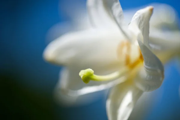 Beauté Colorée Des Fleurs Fleurs Saison — Photo