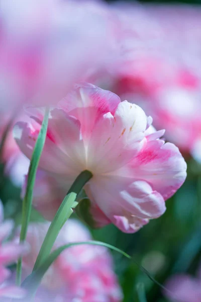 Farbenfrohe Schönheit Der Saisonalen Blütenblumen — Stockfoto