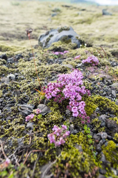 Beauté Colorée Des Fleurs Fleurs Saison — Photo