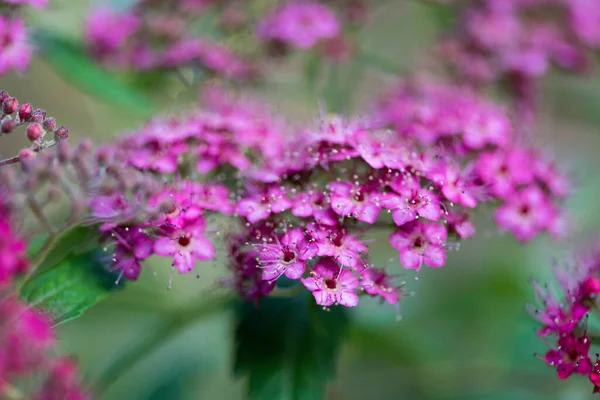 五彩缤纷的季节花朵 — 图库照片