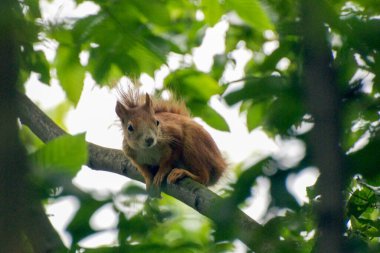 Tapılası doğal hayvanlarla bağlantı kavramı