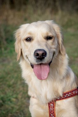 Tapılası doğal hayvanlarla bağlantı kavramı