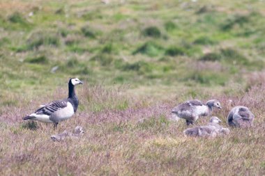 Tapılası doğal hayvanlarla bağlantı kavramı