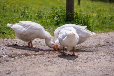 Tapılası doğal hayvanlarla bağlantı kavramı