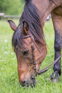 Tapılası doğal hayvanlarla bağlantı kavramı
