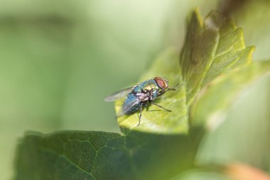 Tapılası doğal hayvanlarla bağlantı kavramı