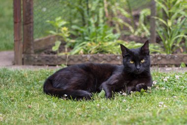 Tapılası doğal hayvanlarla bağlantı kavramı
