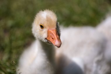 Tapılası doğal hayvanlarla bağlantı kavramı