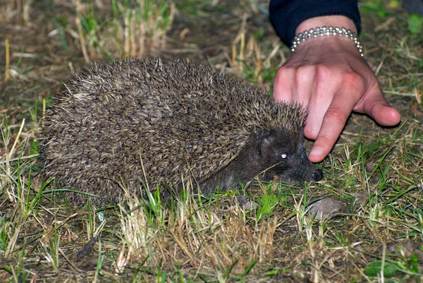 Pojęcie Związku Uroczymi Zwierzętami Naturalnymi — Zdjęcie stockowe