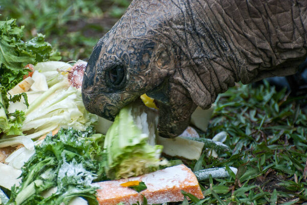 Концепция связи с очаровательными природными животными
