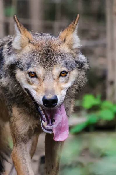 Concepto Conexión Con Animales Naturales Adorables — Foto de Stock