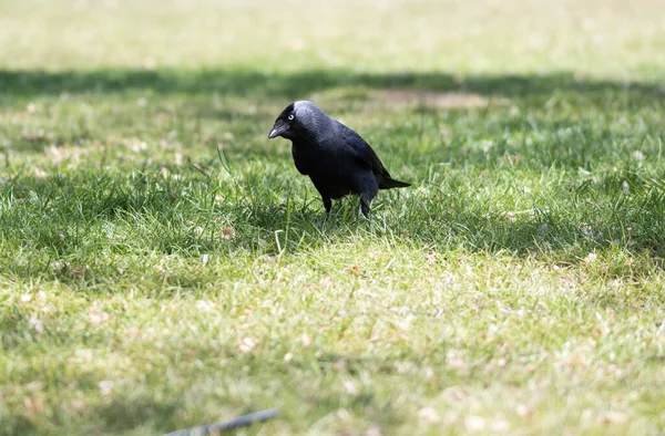 Concept Connexion Avec Des Animaux Naturels Adorables — Photo