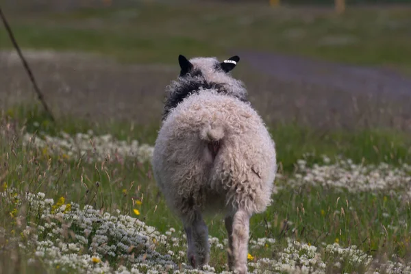 Concepto Conexión Con Animales Naturales Adorables — Foto de Stock