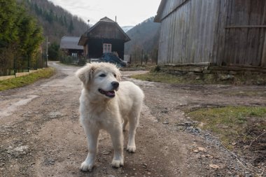 Tapılası doğal hayvanlarla bağlantı kavramı