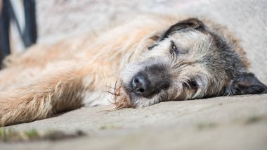 Tapılası doğal hayvanlarla bağlantı kavramı