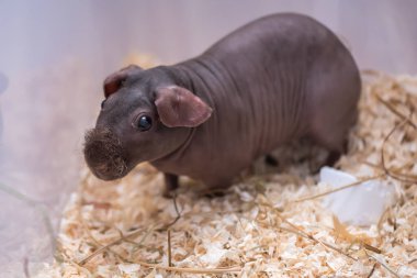 Tapılası doğal hayvanlarla bağlantı kavramı