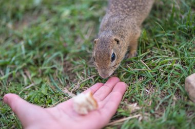 Tapılası doğal hayvanlarla bağlantı kavramı