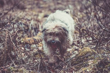 Tapılası doğal hayvanlarla bağlantı kavramı