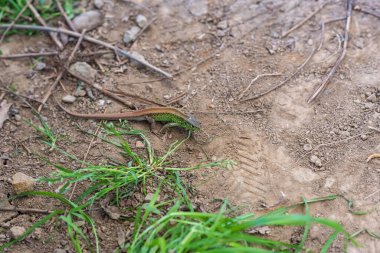 Tapılası doğal hayvanlarla bağlantı kavramı