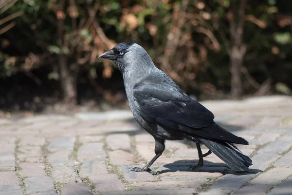 Concepto Conexión Con Animales Naturales Adorables — Foto de Stock