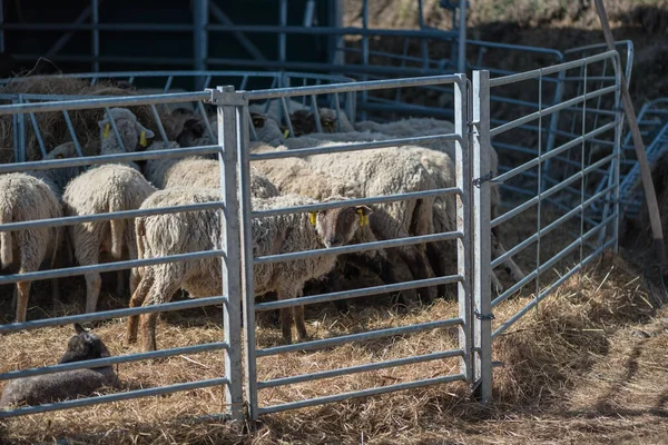 Imádnivaló Természetes Állatokkal Való Kapcsolat Fogalma — Stock Fotó