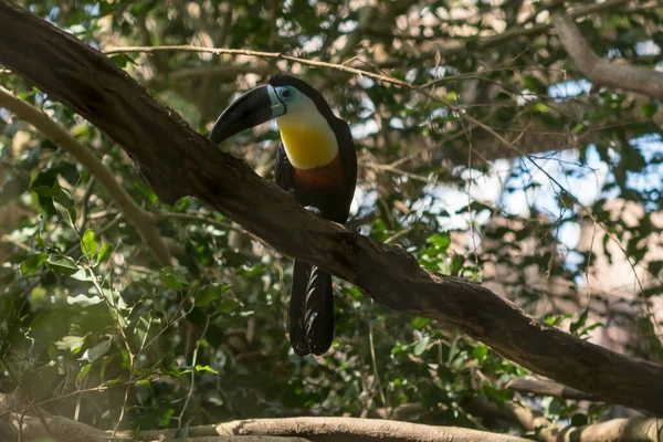 Concept Van Verbinding Met Schattige Natuurlijke Dieren — Stockfoto