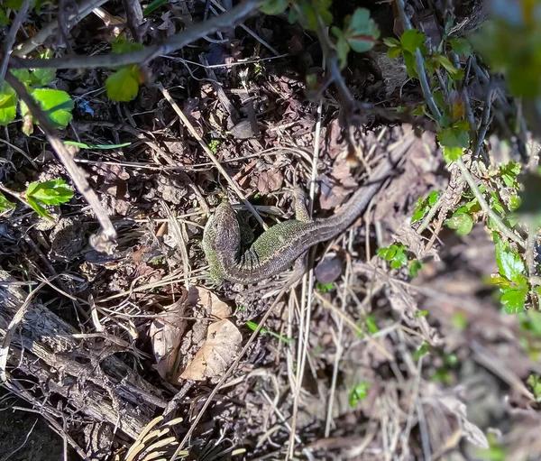 Concept Connexion Avec Des Animaux Naturels Adorables — Photo