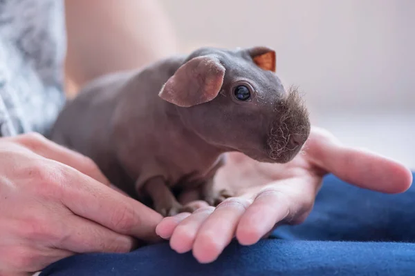 Concept Connexion Avec Des Animaux Naturels Adorables Photo De Stock