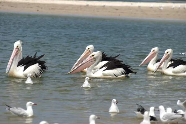 Avustralya Yüzen Pelikanlar Deniz Kuşları — Stok fotoğraf