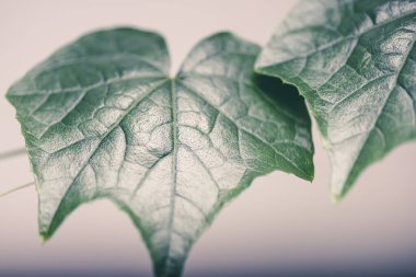 Evde büyüyen bitkiler, biyoloji ve ekoloji kavramı