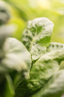 Evde büyüyen bitkiler, biyoloji ve ekoloji kavramı