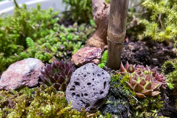 Cultivando Plantas Casa Bio Ecologia Conceito — Fotografia de Stock