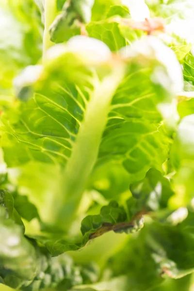 Growing Plants Home Bio Ecology Concept — Stock Photo, Image