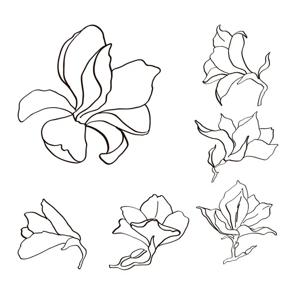 Magnolia fleur esquisse contour noir et blanc . — Image vectorielle