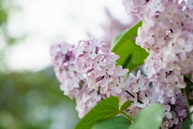 Işık menekşe leylak bush 