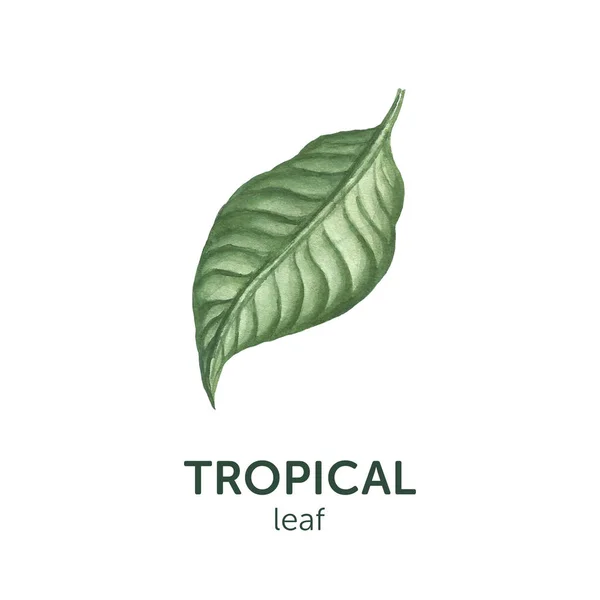 Acuarela estilo realista hoja tropical — Foto de Stock