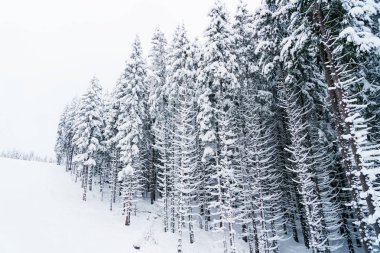 Korku veren beyaz ağaçlar bir tepe üzerinde kar dolu.