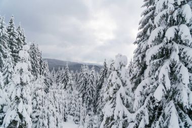 Beyaz çam ağaçları ile dağlarda kış orman.